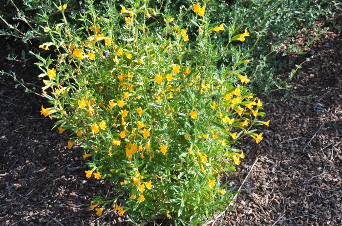 Plant photo of: Mimulus 'Pumpkin'