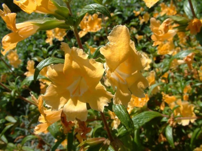 Plant photo of: Mimulus aurantiacus