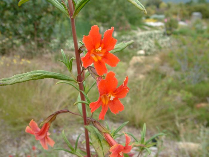 Plant photo of: Mimulus puniceus