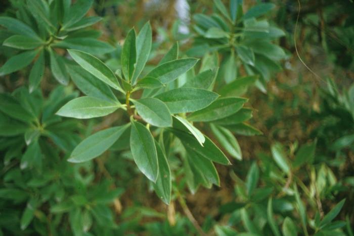 Plant photo of: Myoporum laetum