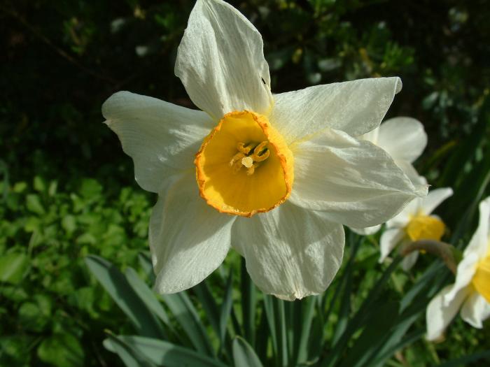 Plant photo of: Narcissus Assorted Varieties