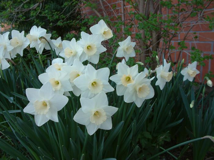 Plant photo of: Narcissus Assorted Varieties