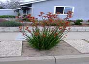 Red Cross Kangaroo Paws