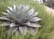 Whale's Tongue Agave