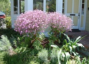 Pink Snowball Geranium