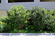 Pacific Wax Myrtle