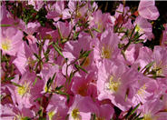 Mexican Evening Primrose