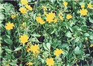 Dwarf Eared Coreopsis