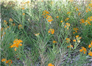 Siberian Wallflower