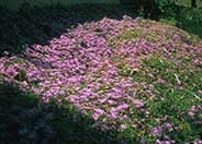 Rose Trailing Ice Plant