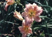 Silk & Heavy Hybrid Daylily