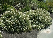 Hybrid White Rockrose