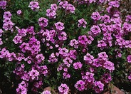 Verbena