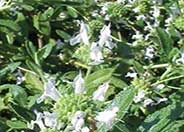 Creeping Black Sage