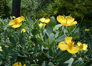 Island Bush Poppy