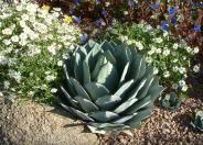 Artichoke Agave