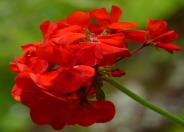 Patriot Red Geranium