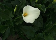 Calla Lily