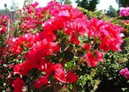 Bougainvillea, San Diego Red