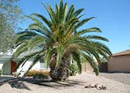 Canary Island Date Palm