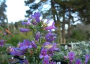 Border Penstemon