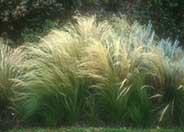 Mexican Feather Grass