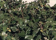 Sandankwa  Viburnum