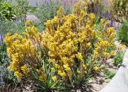 Bush Gold Kangaroo Paw