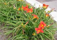 Gingerbread Man Hybrid Daylily