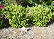 Japanese Boxwood