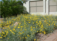 Desert Marigold