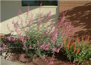 Parry's Penstemon