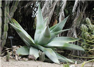 Agave