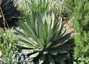 Blue Glow Agave