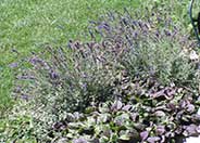 Hidcote English Lavender