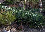 Parry's Agave