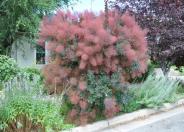 Grace Smoke Bush