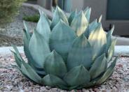 Nova Agave