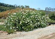 Matilija Poppy