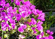 Bougainvillea